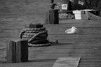DSC02768 BW