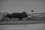 Cigognes