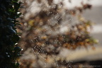 Araignées et toiles