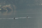 Cormorans