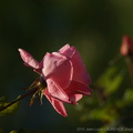 DSC01511