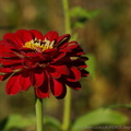 DSC01496