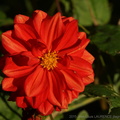 DSC01517