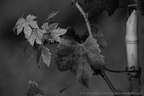 DSC00321 BW
