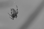 DSC09942 BW