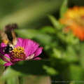 DSC09900