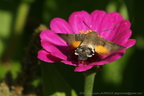 Zinnias 