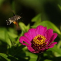DSC09910