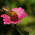 DSC09916