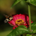 DSC09918