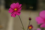 DSC09871