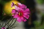 DSC09700