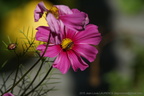 DSC09699
