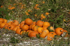 DSC00561