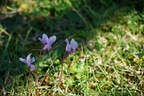 Cyclamen