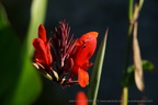 DSC08954