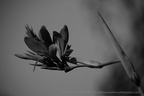 DSC08986 BW