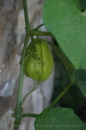 DSC08975