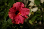 DSC08989