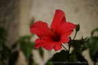 DSC08990