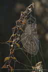 DSC09003r