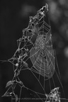 DSC09003r BW