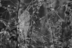 DSC09004 BW
