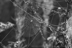 DSC09002 BW