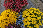 DSC07546