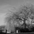 DSC02169 BW