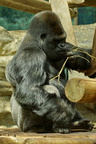 Singes