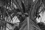  DSC4177 BW