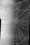 DSC07916 BW