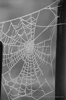 DSC07917 BW