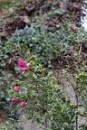  DSC1141