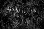 DSC03240 BW