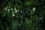 DSC03241