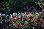 DSC03238