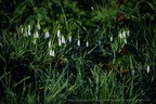 DSC03240
