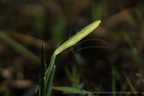 DSC03425