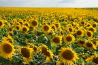 Tournesols