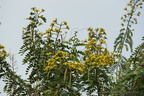 DSC09913 (3164 visites) DSC09913