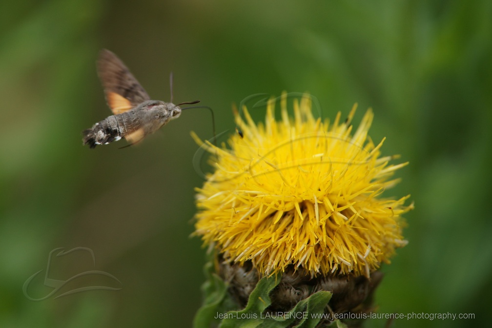 DSC03459 (2955 visites) DSC03459