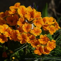 DSC03671