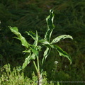 DSC03859