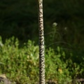 DSC03861