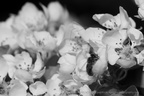 DSC04002 BW
