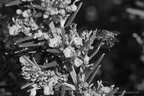 DSC03984 BW