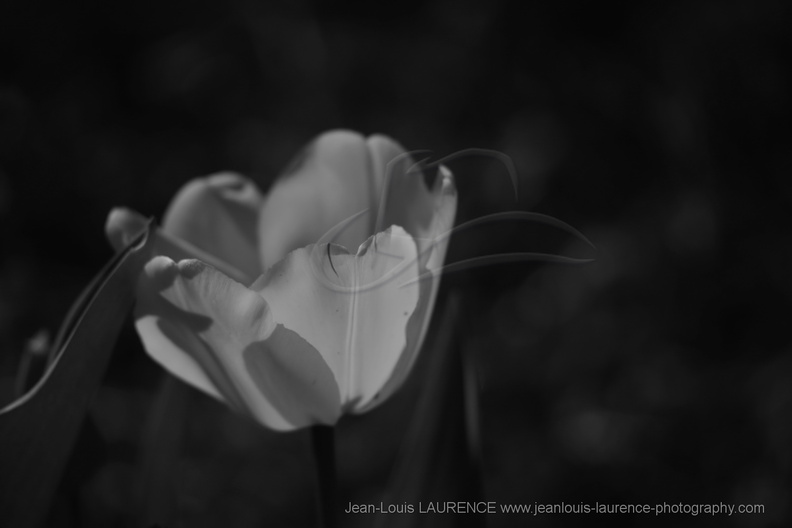 DSC03978_BW.JPG