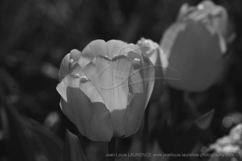 DSC04005_BW.JPG